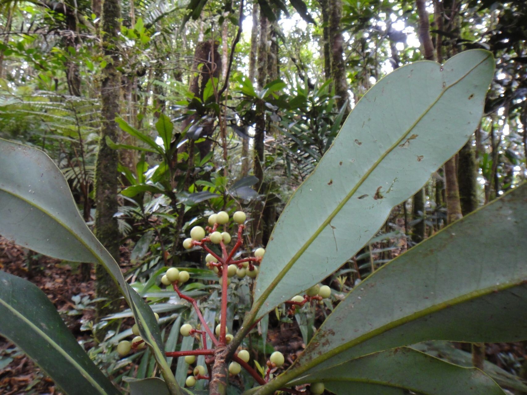 Zygogynum amplexicaule fruit