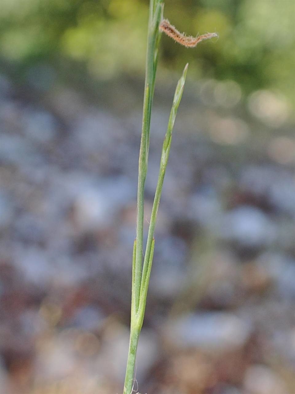 Bufonia paniculata bark