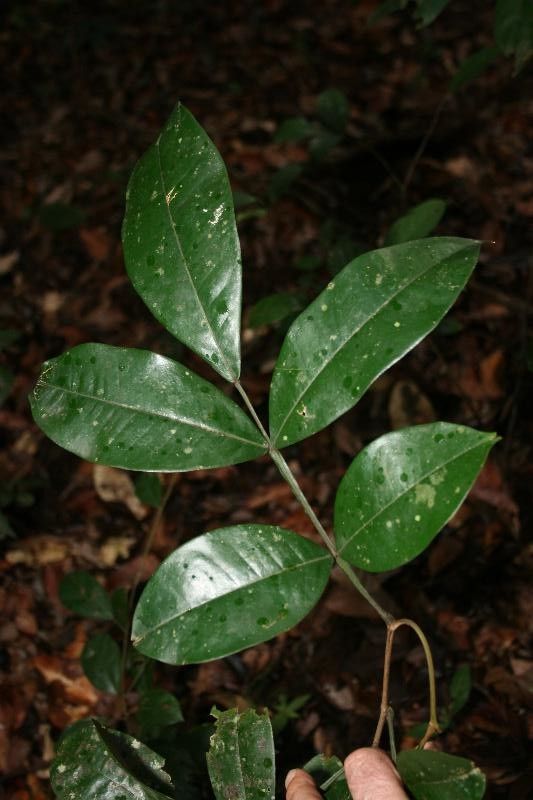 Swartzia leblondii — houseplant care guide