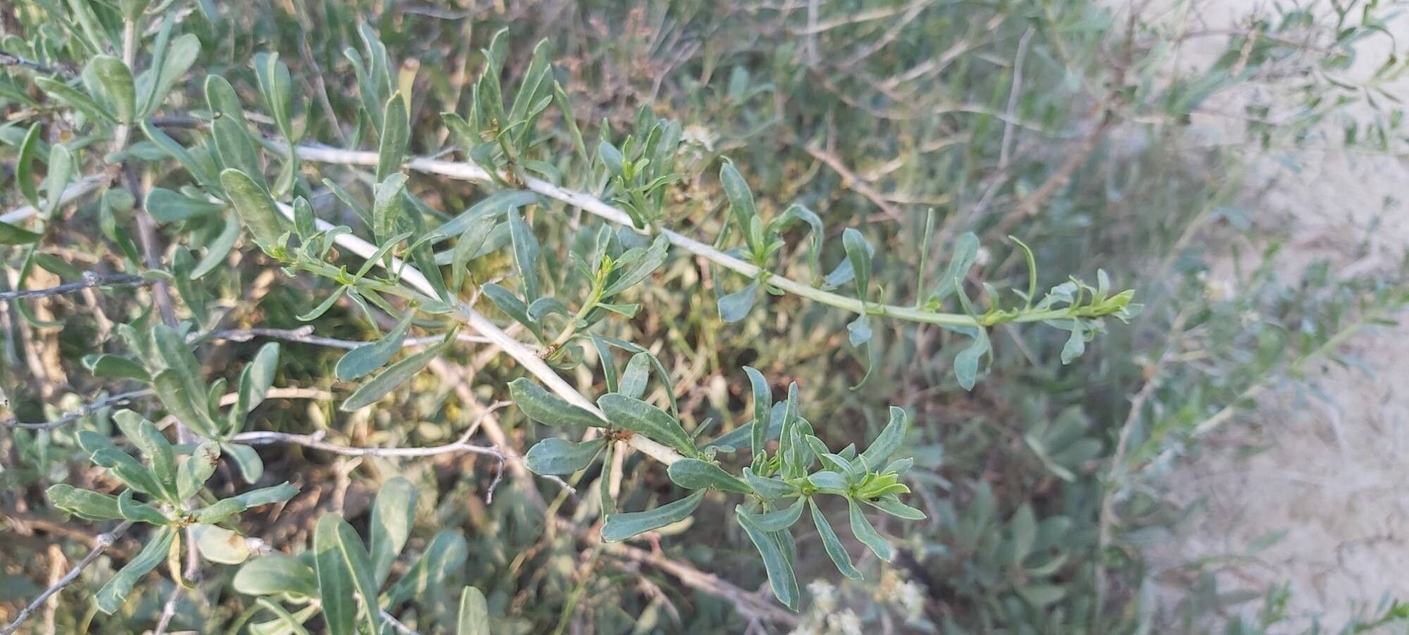 Nitraria schoberi — related species from the same genus