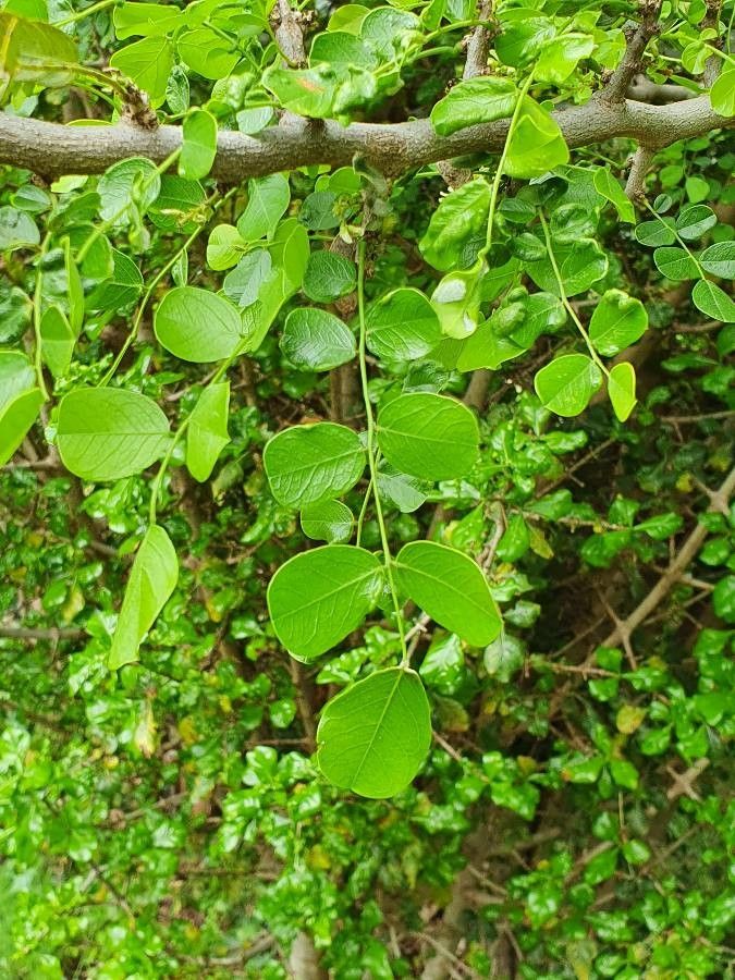 Dalbergia melanoxylon leaf