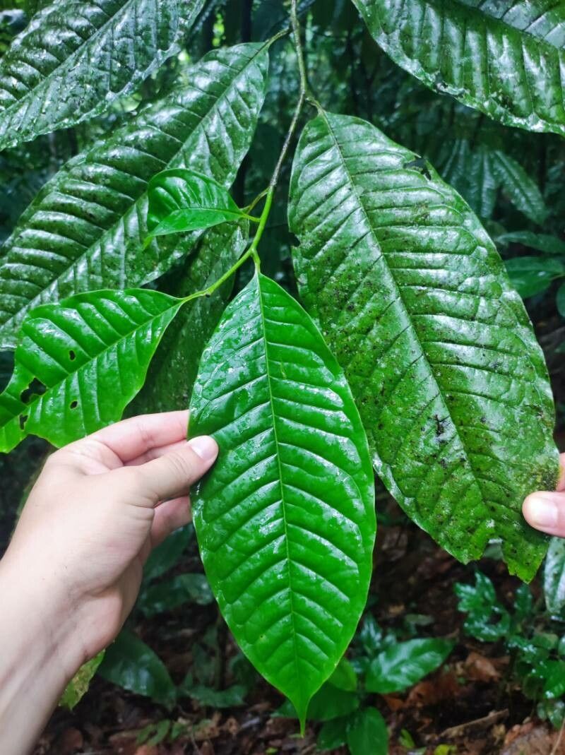 Guatteria rostrata — houseplant care guide