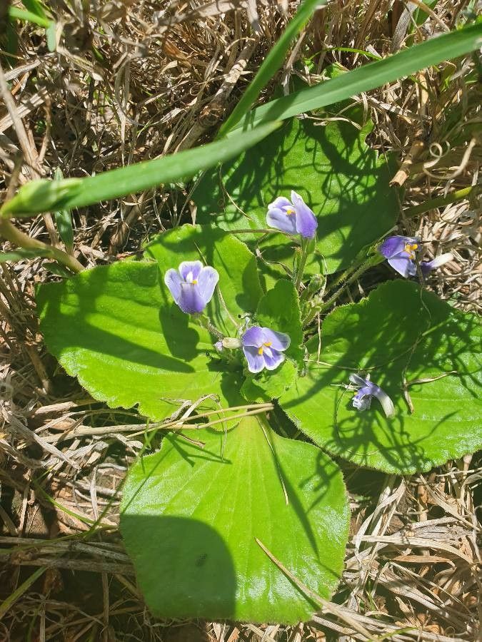 Craterostigma pumilum — houseplant care guide