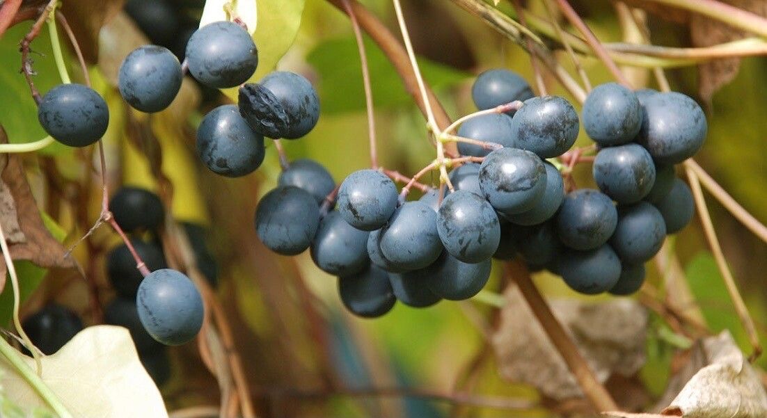 Menispermum canadense fruit