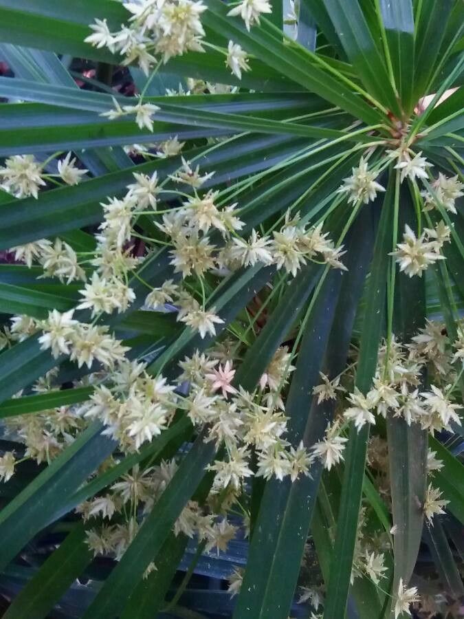Cyperus alternifolius flower