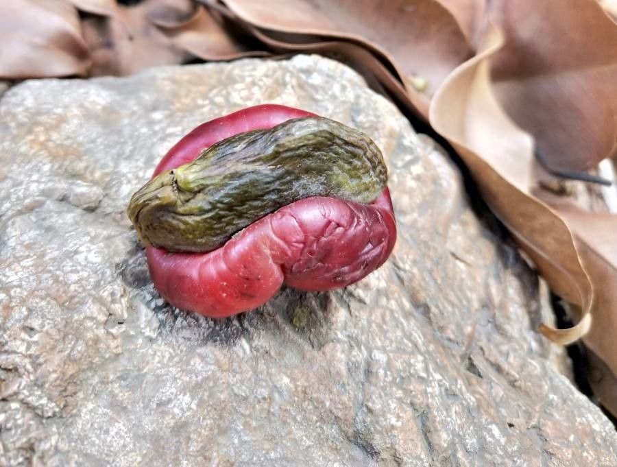 Semecarpus atra fruit