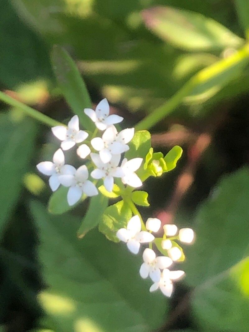 Galium papillosum flower