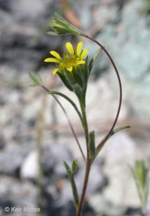 Rigiopappus leptocladus — houseplant care guide