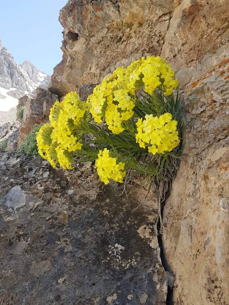 Oreocarya confertiflora flower