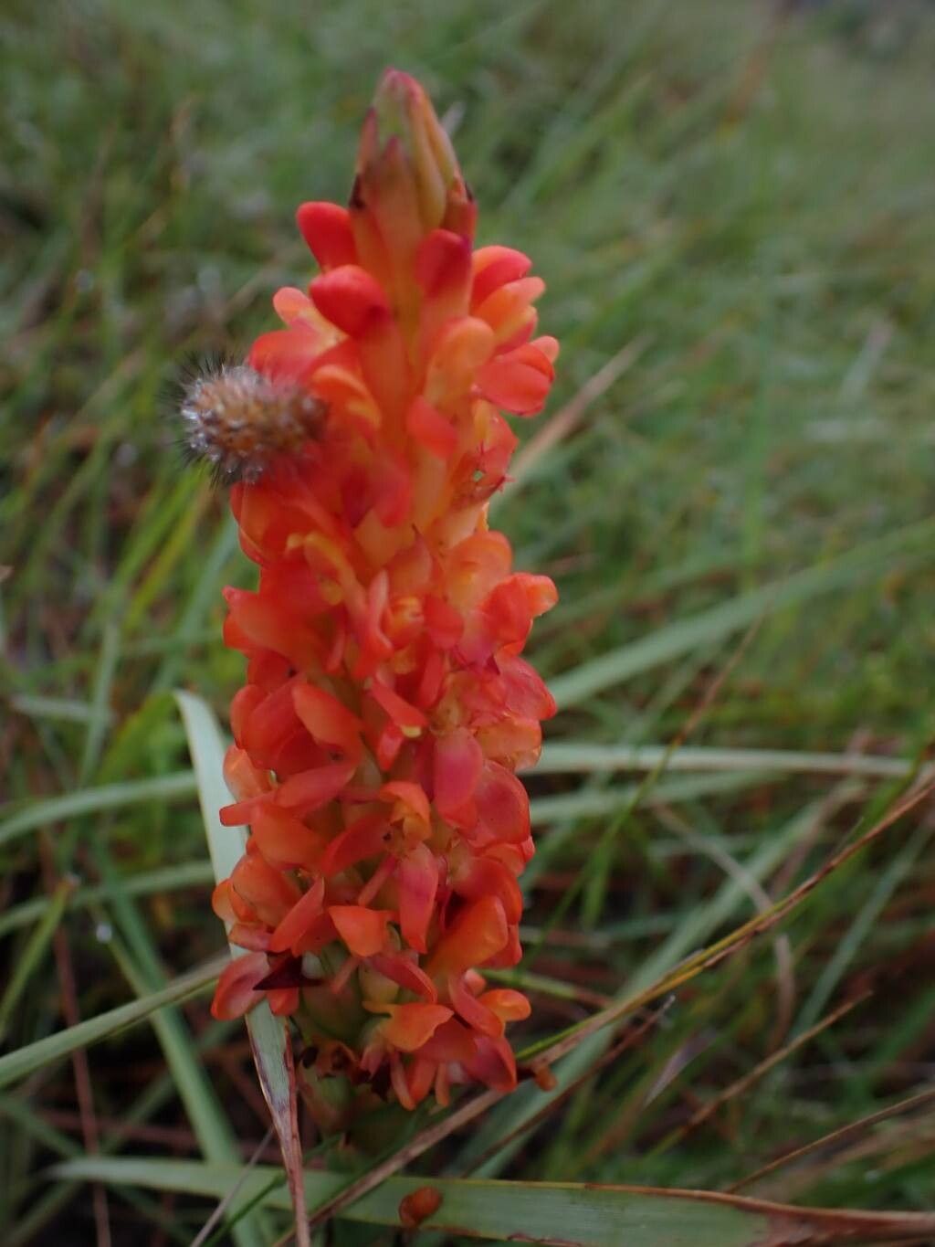 Disa polygonoides flower