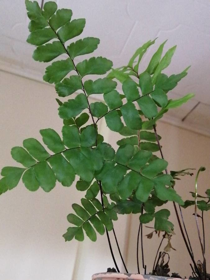 Adiantum chilense leaf