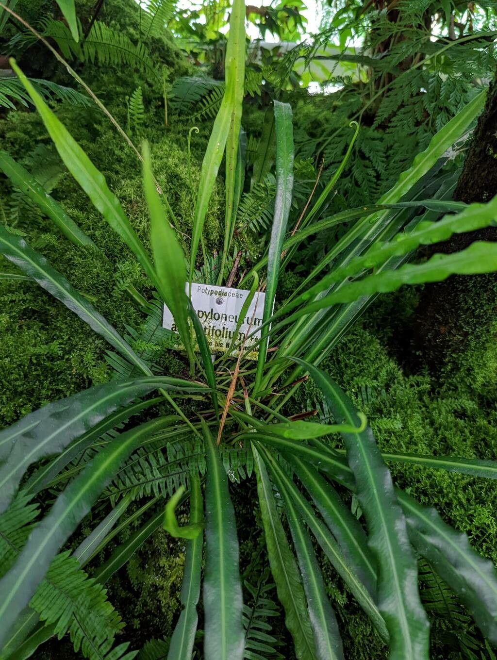 Campyloneurum angustifolium habit
