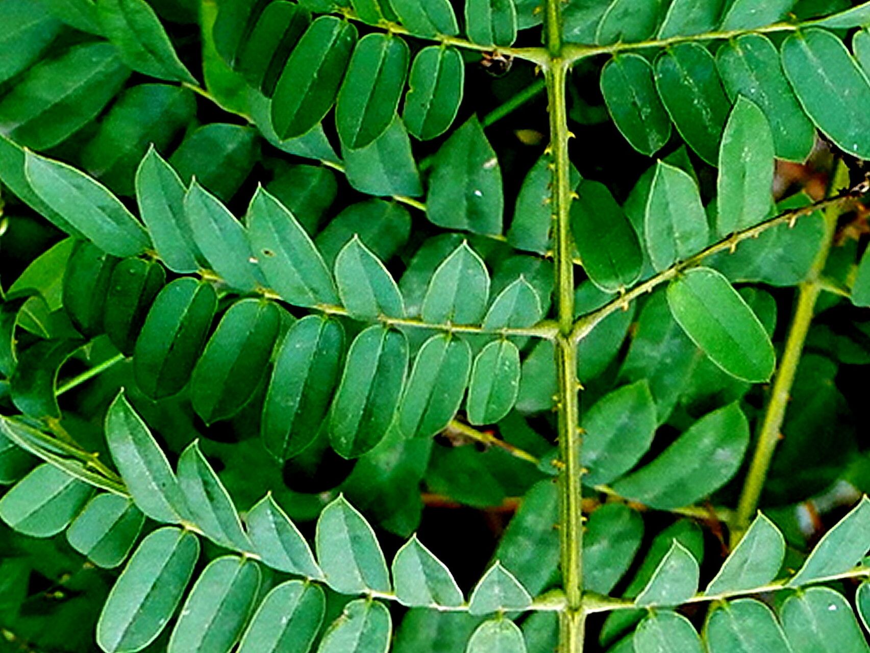 Guilandina minax — houseplant care guide