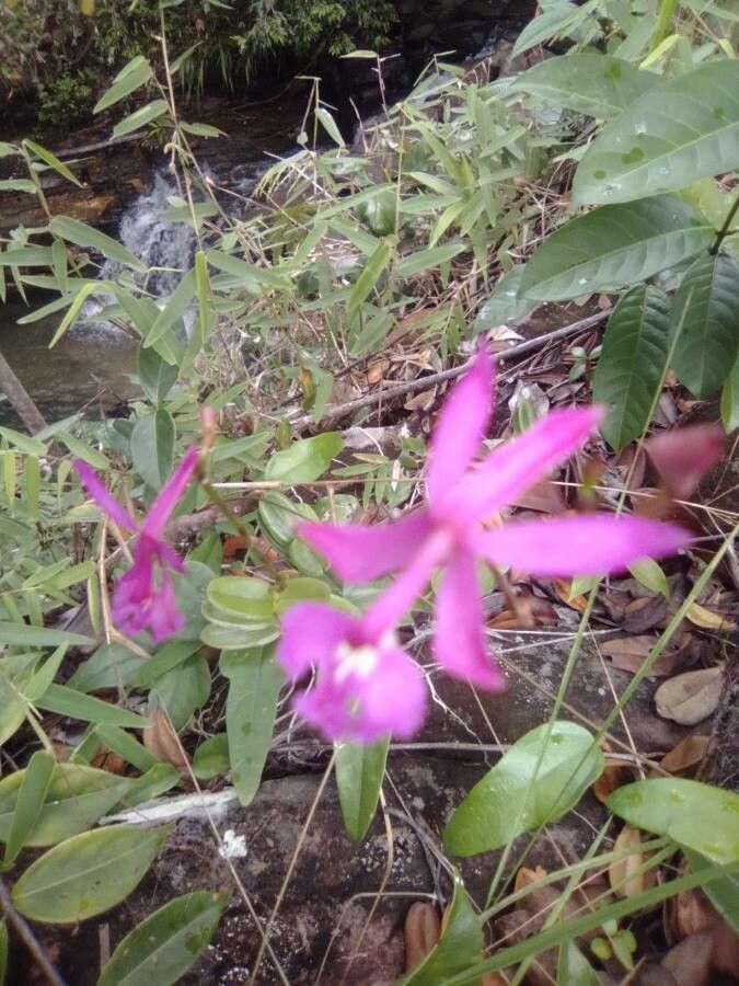 Epidendrum denticulatum — search result for 'Epidendrum'