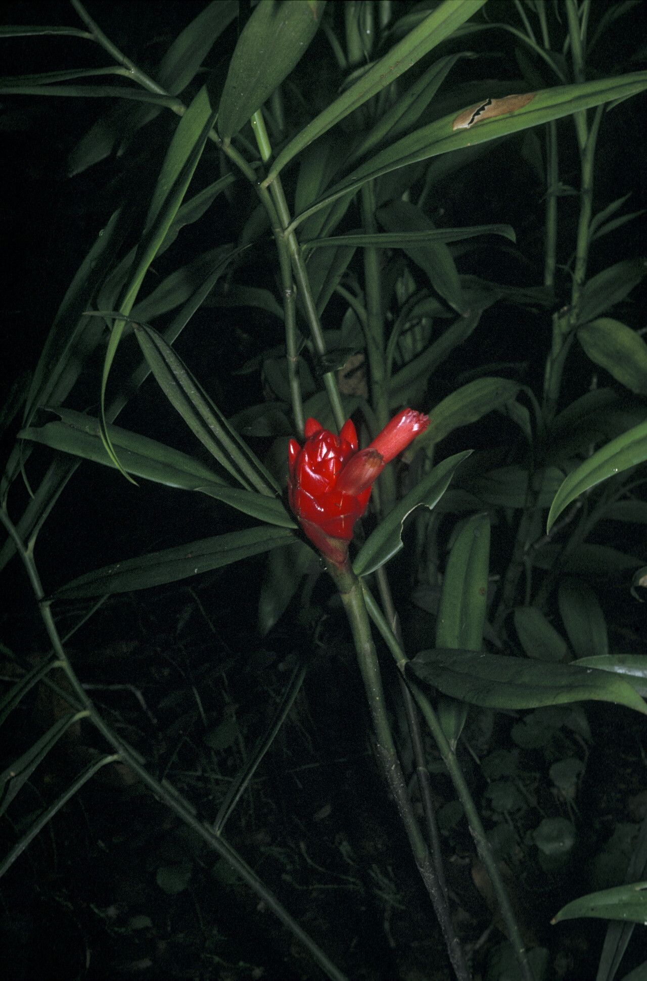 Costus erythrothyrsus flower