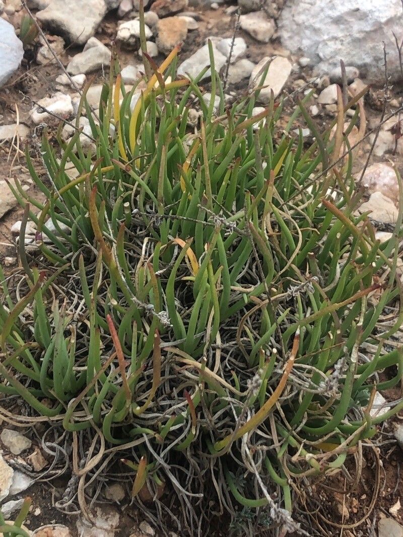 Plantago crassifolia — search result for 'Plantago'