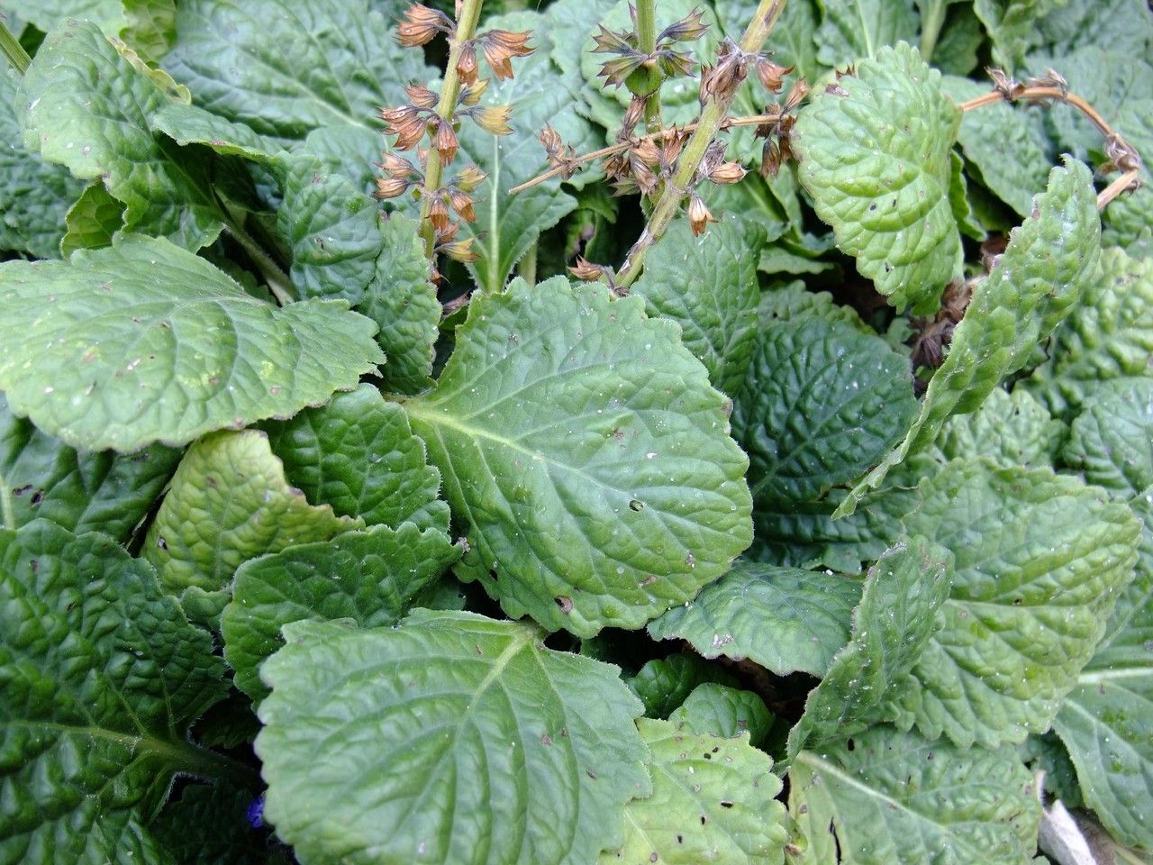 Nepeta prattii — search result for 'Nepeta'