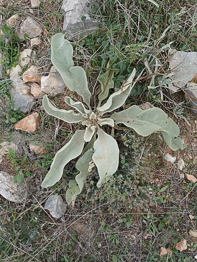 Verbascum boerhavii leaf