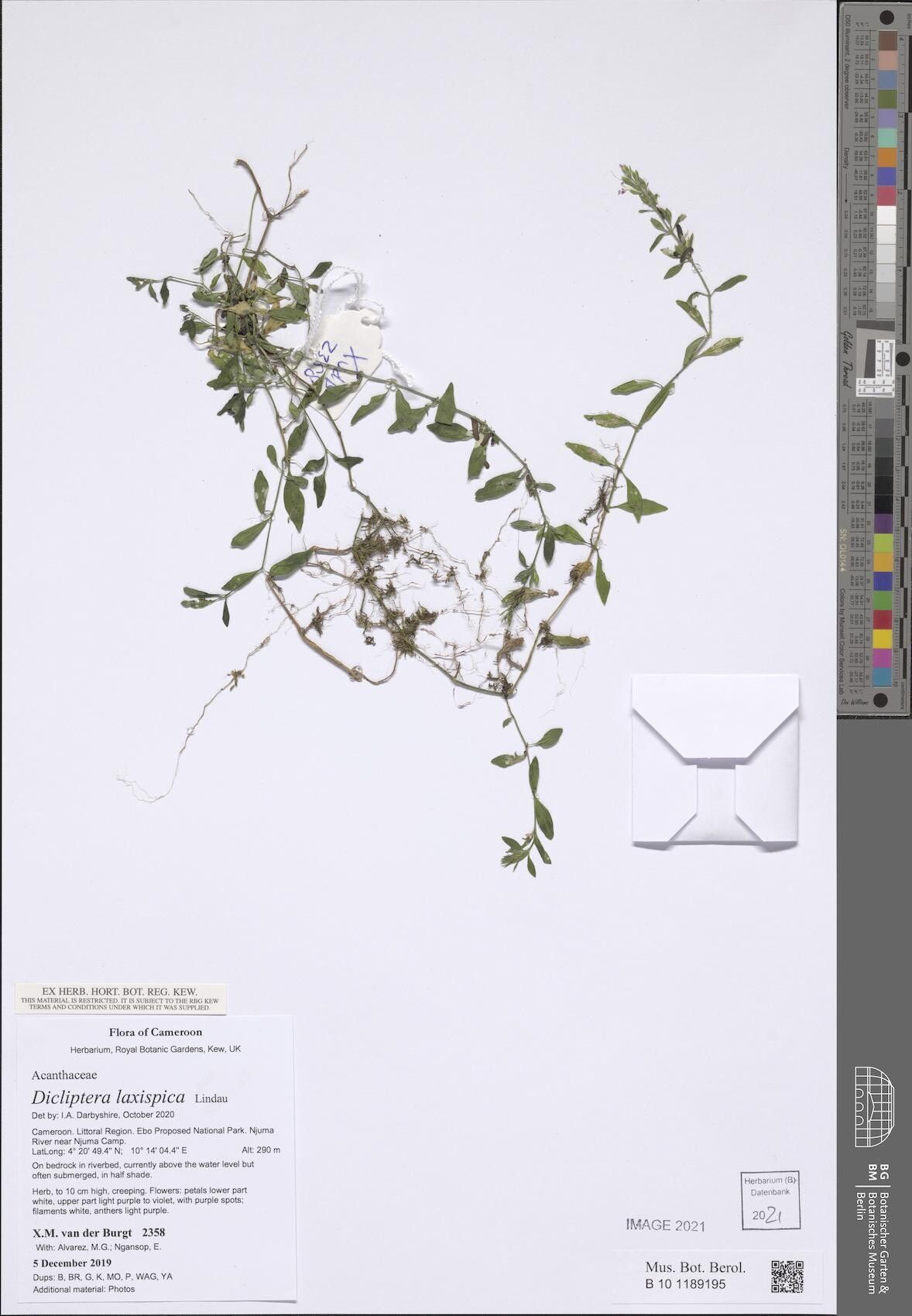 Dicliptera laxispica — houseplant care guide