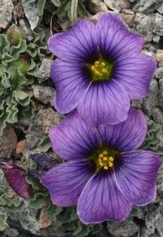 Oxalis laciniata — houseplant care guide