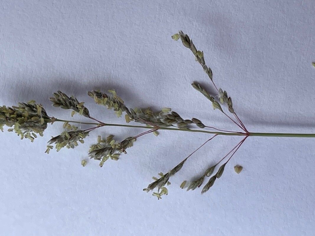 Sporobolus spicatus flower