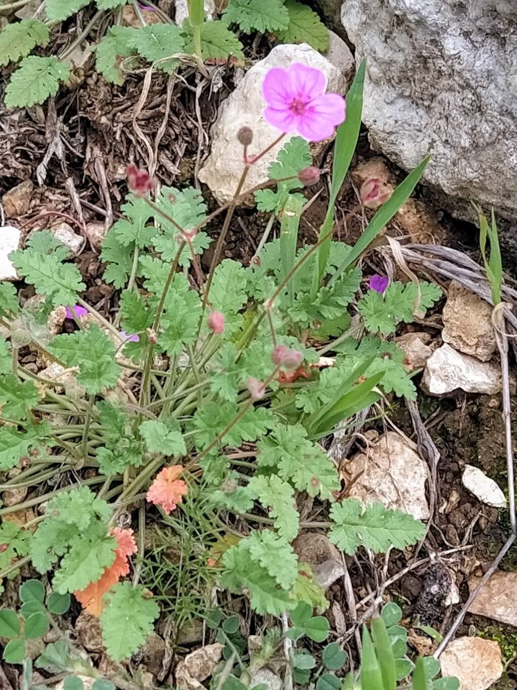 Erodium sanguis-christi — search result for 'Erodium'