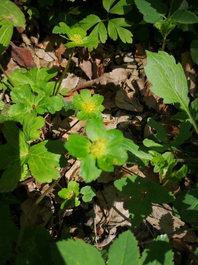 Hacquetia epipactis flower