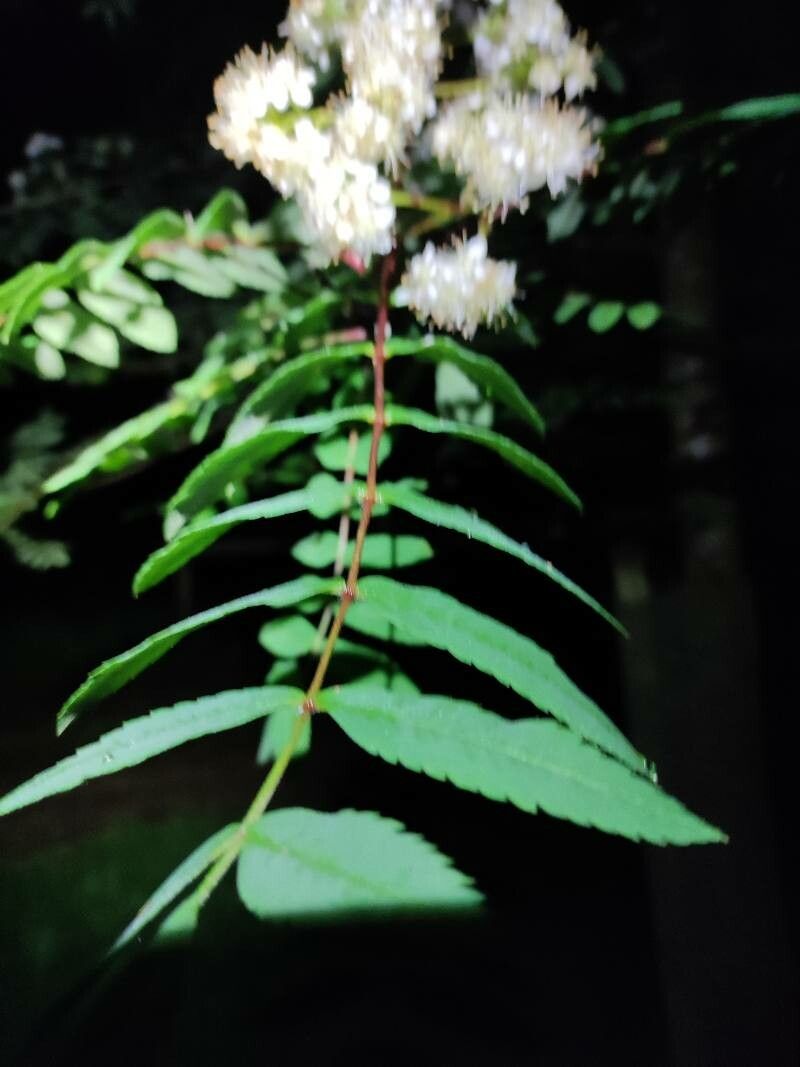 Sorbaria tomentosa flower