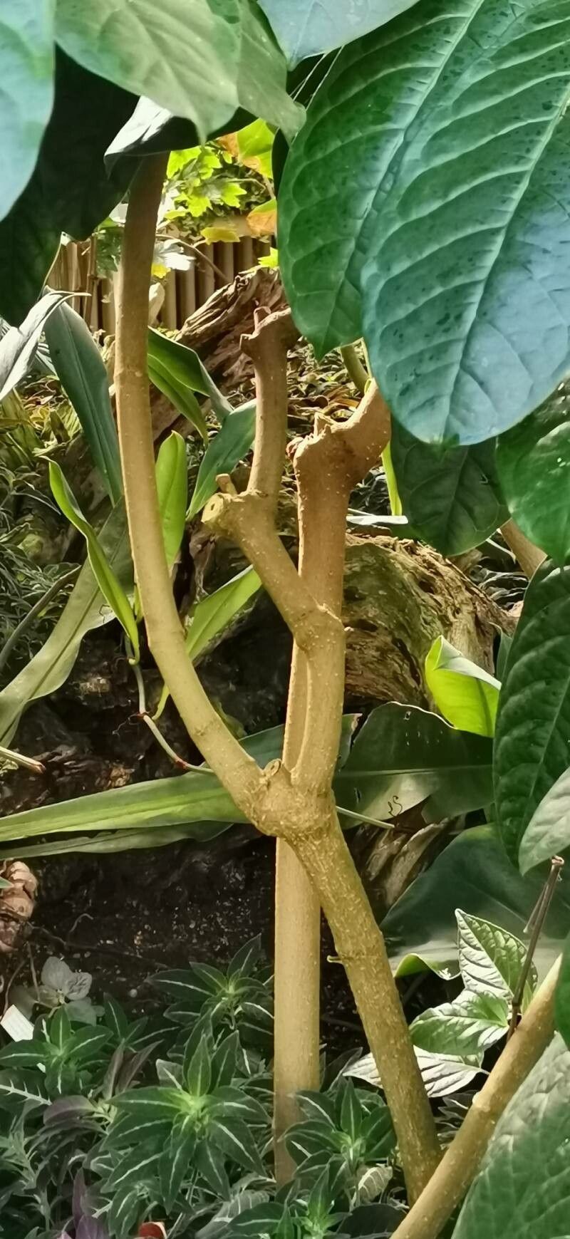 Strophanthus caudatus bark