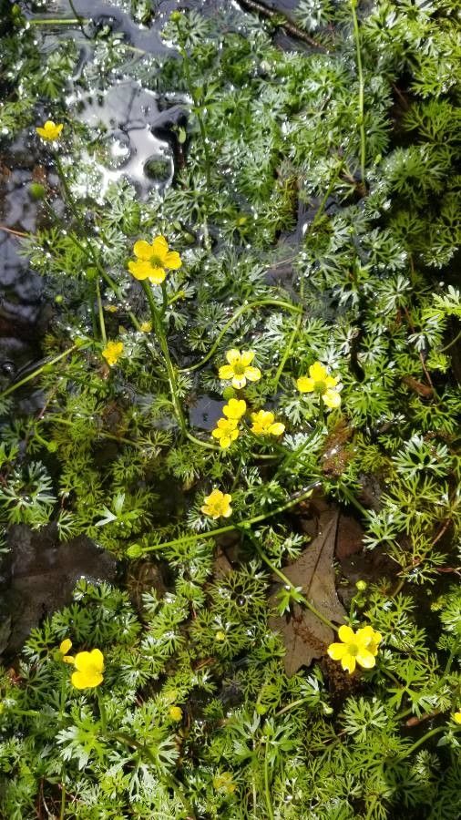 Ranunculus flabellaris — houseplant care guide