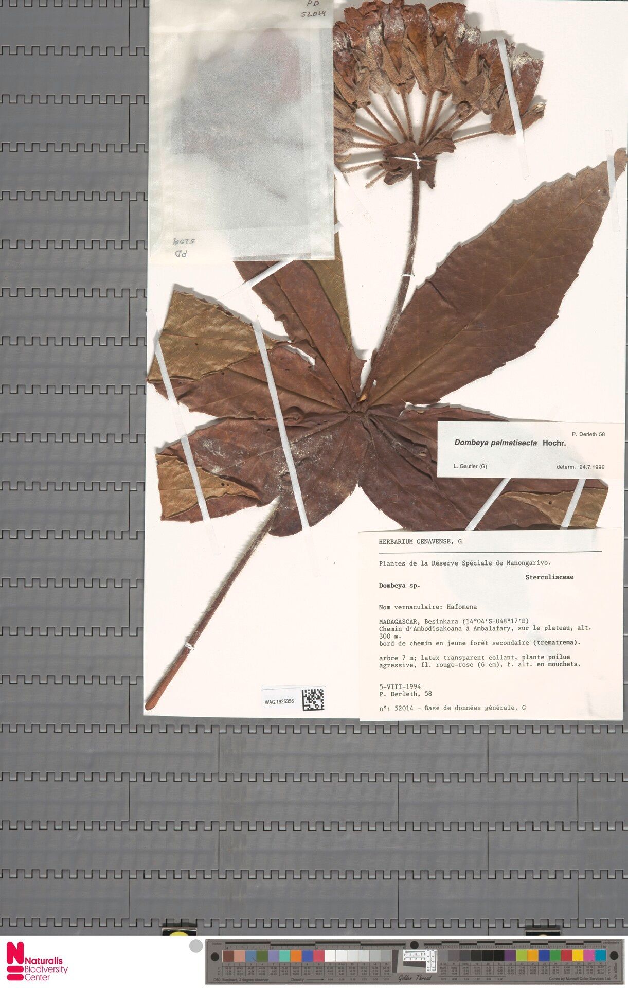 Dombeya palmatisecta — houseplant care guide