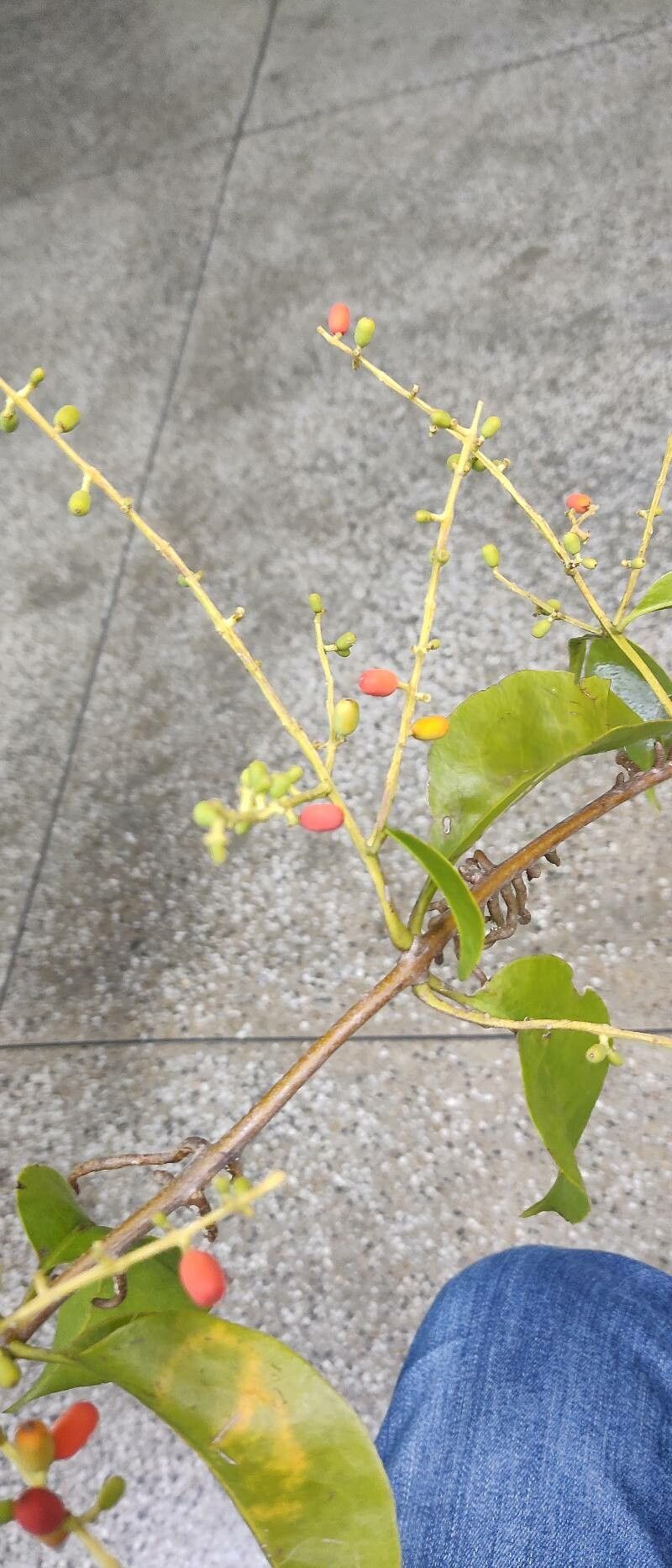 Phthirusa stelis fruit