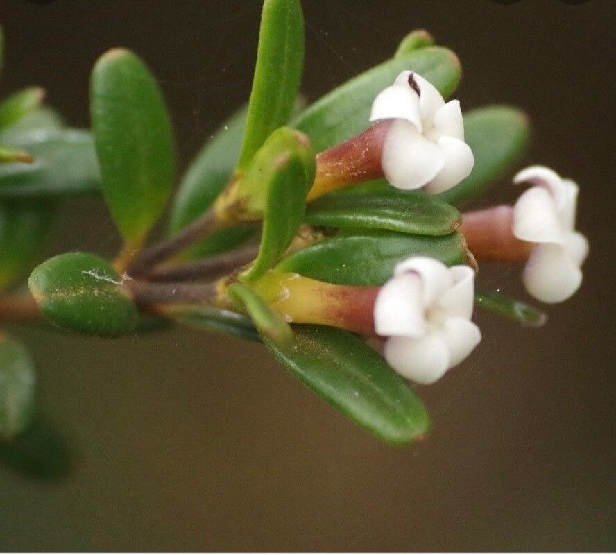 Alyxia kaalaensis — houseplant care guide