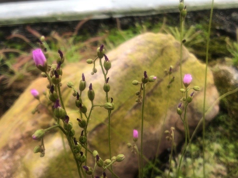 Drosera nidiformis flower