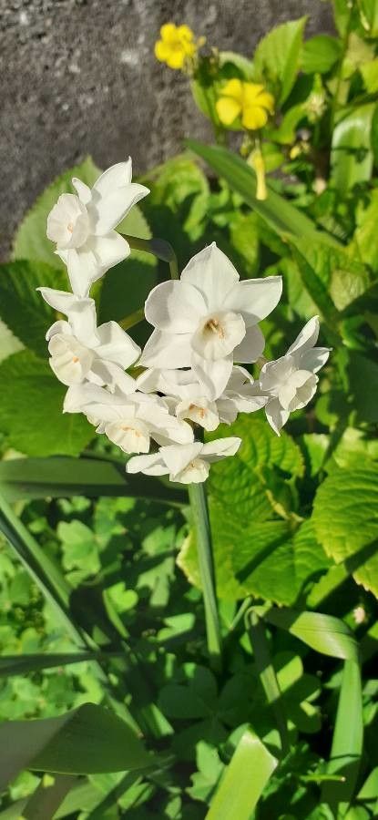 Narcissus papyraceus leaf
