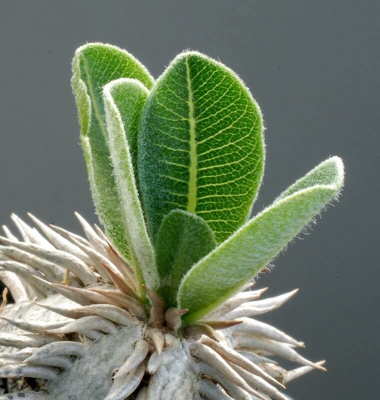 Pachypodium eburneum — search result for 'Pachypodium'