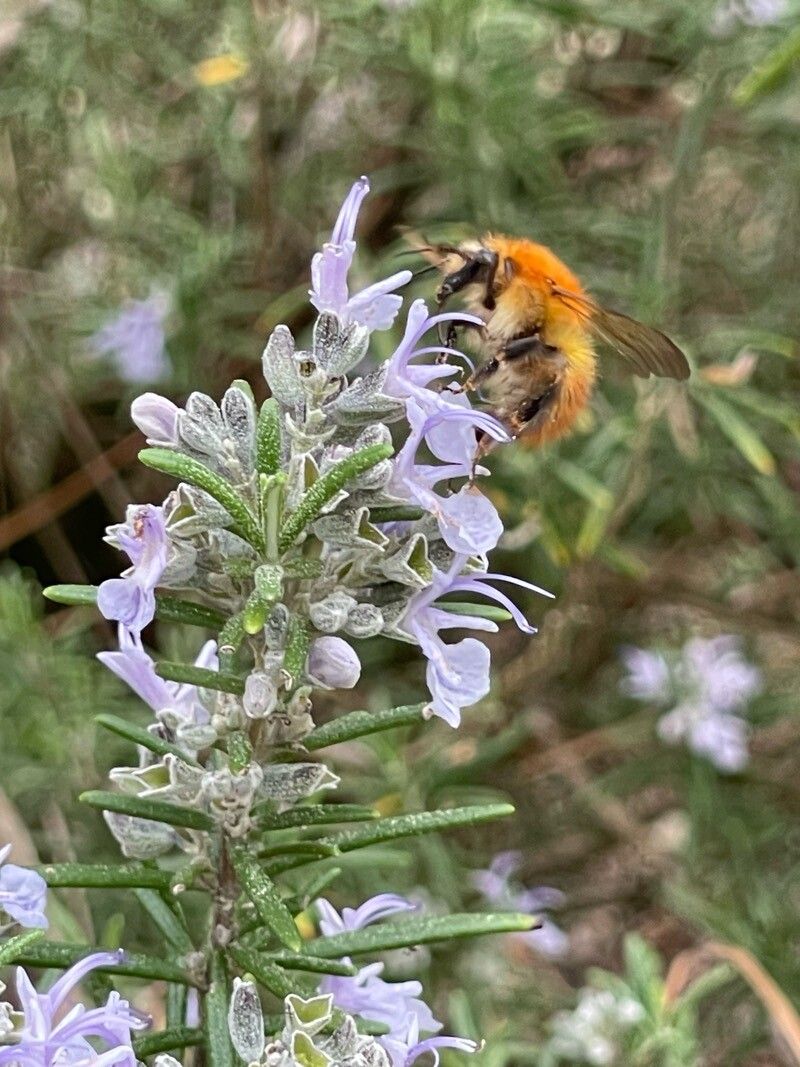 Salvia jordanii flower