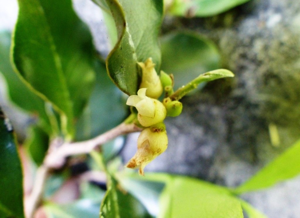 Diospyros tridentata flower