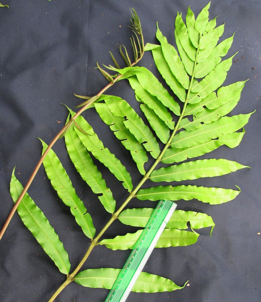 Danaea longicaudata — related species from the same genus