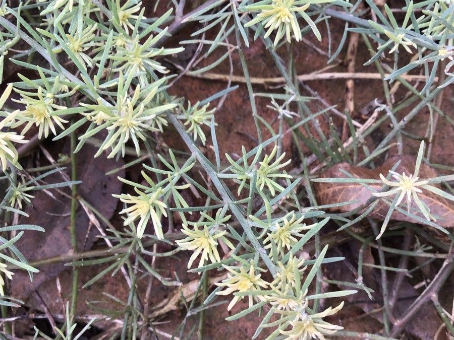 Euphorbia regis-jubae — search result for 'Morocco'