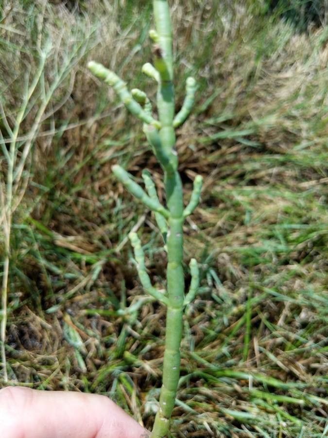 Salicornia depressa habit