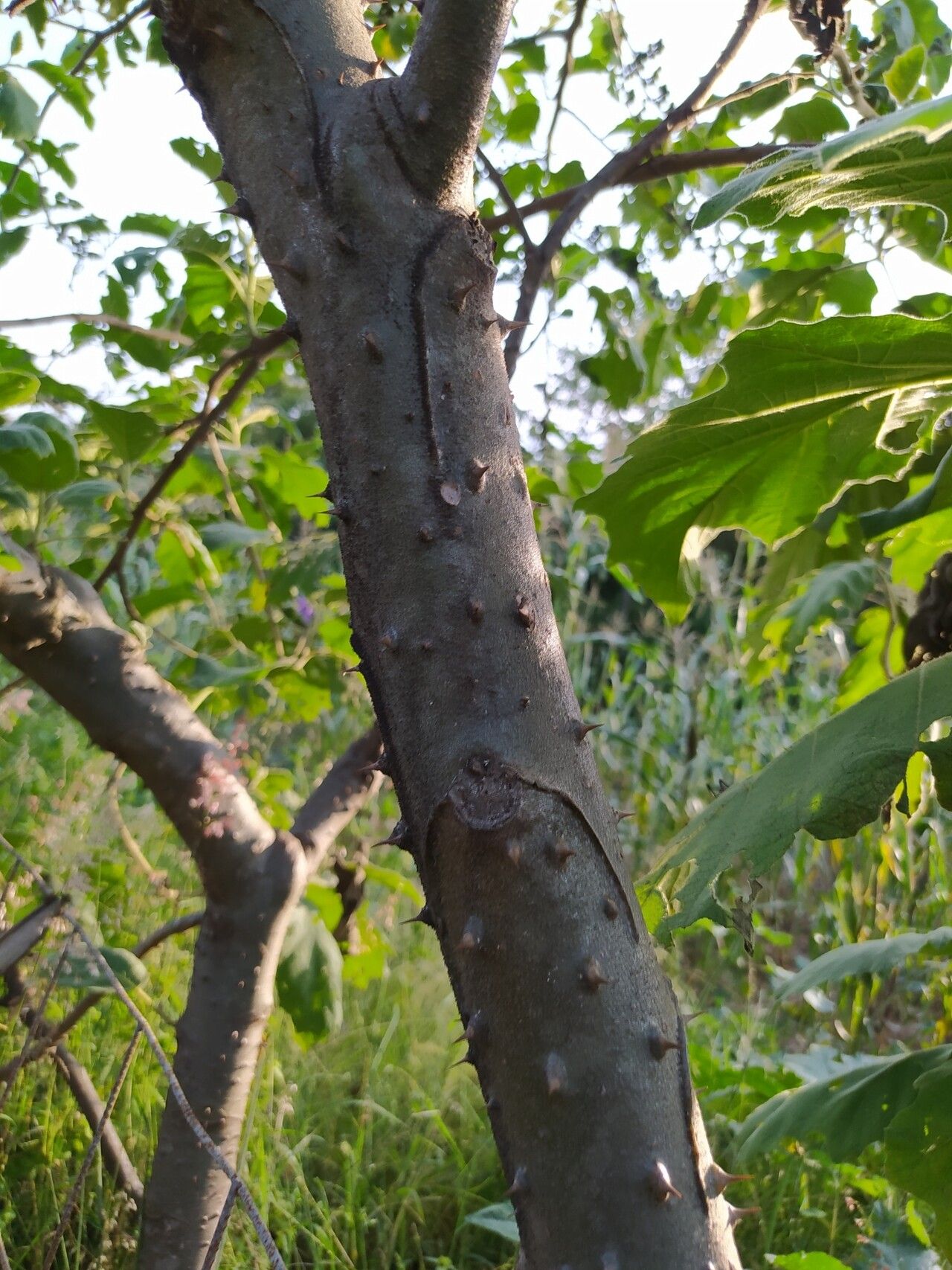 Solanum mitlense bark
