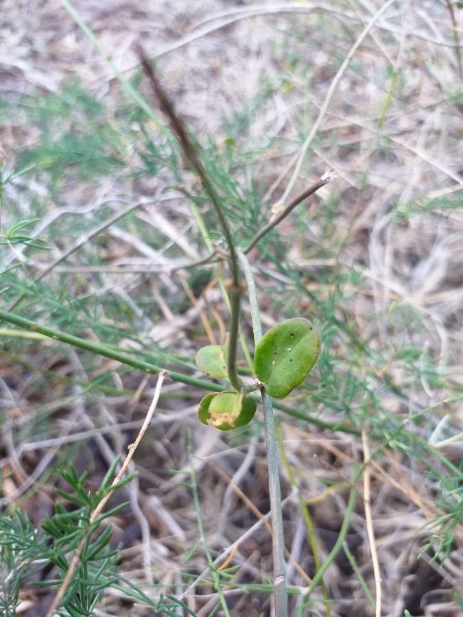 Rhynchosia minima — houseplant care guide