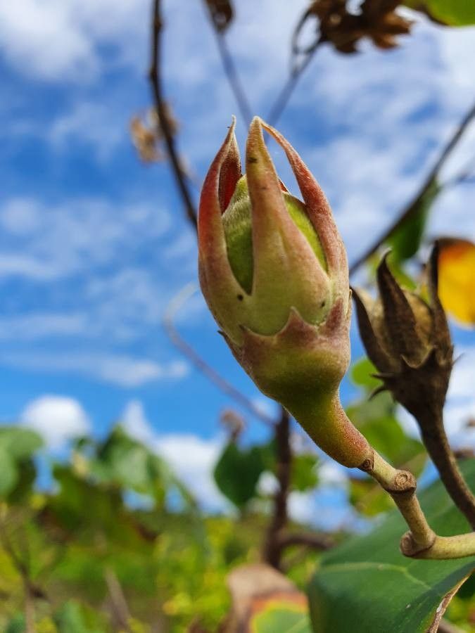 Hibiscus tilliaceus fruit