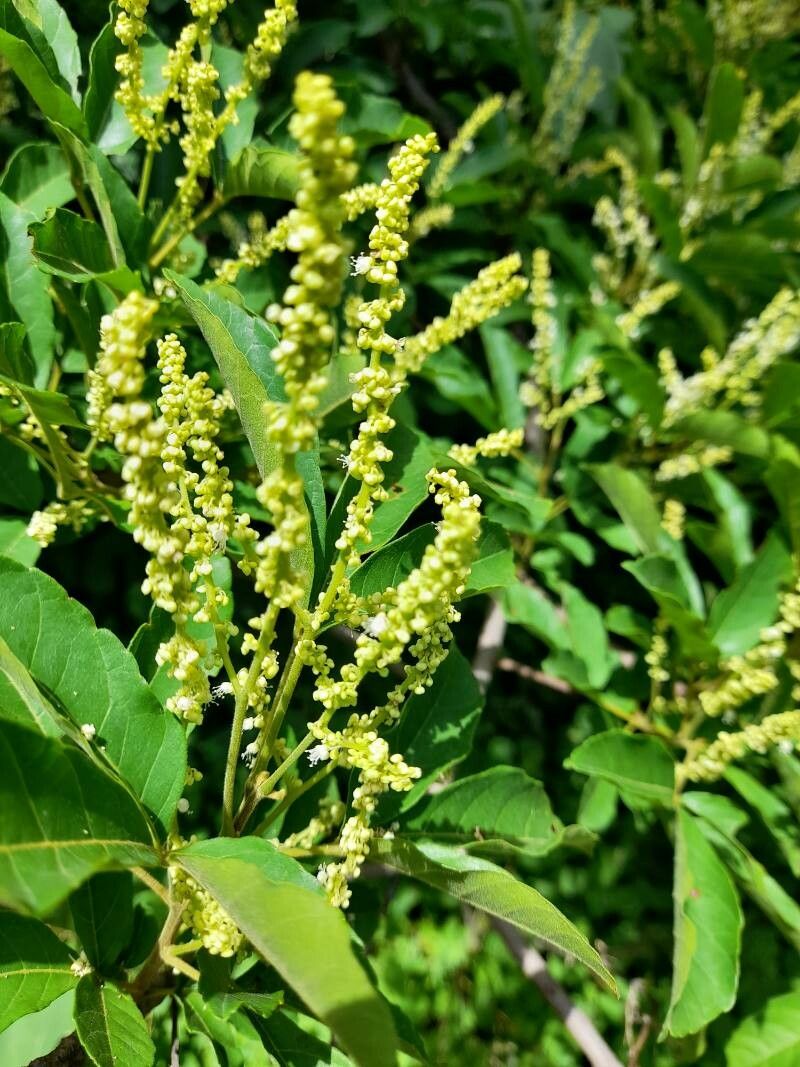 Allophylus cobbe flower