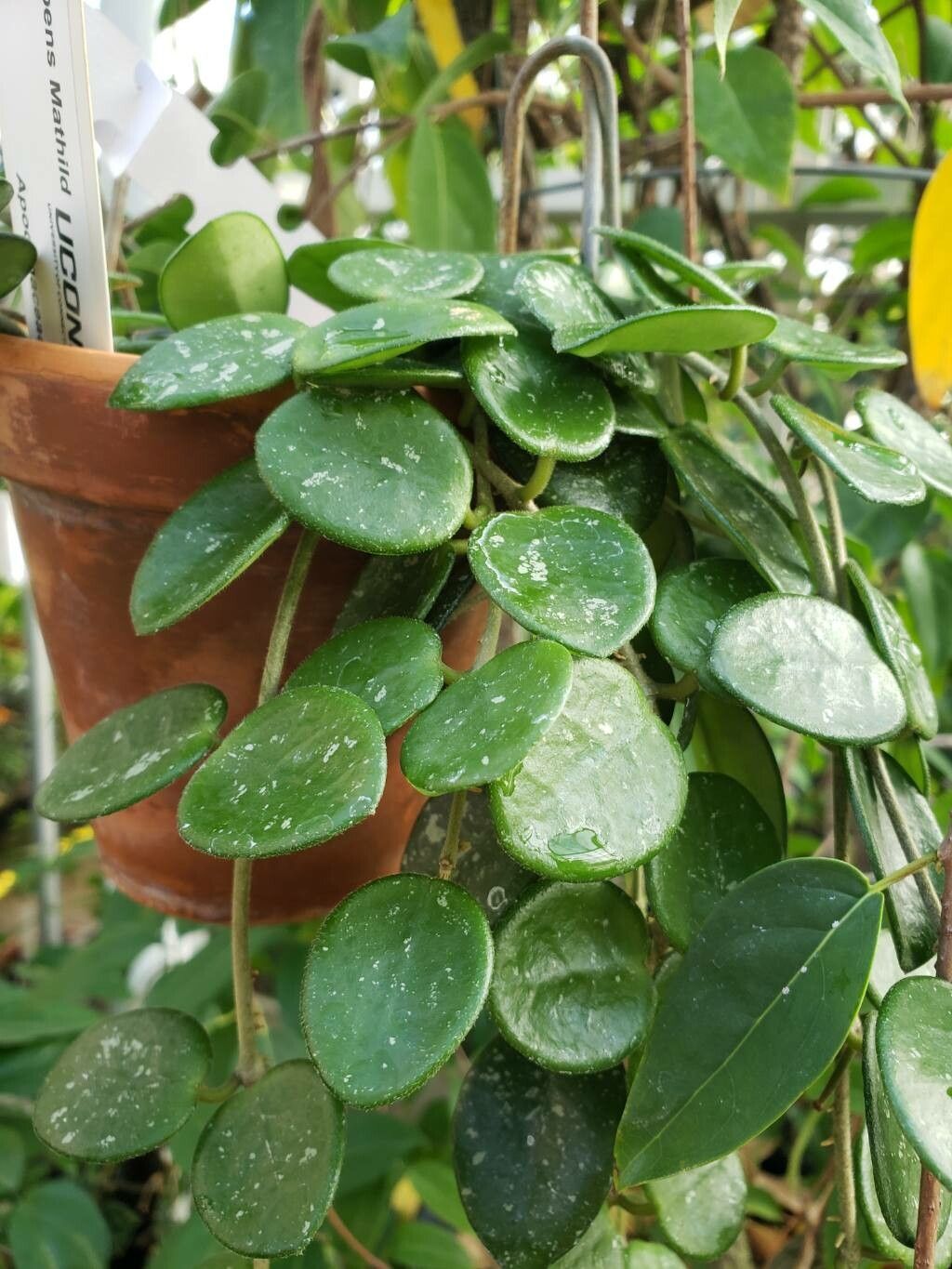 Hoya serpens — search result for 'Hoya'