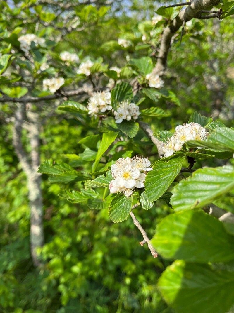 Crataegus punctata flower