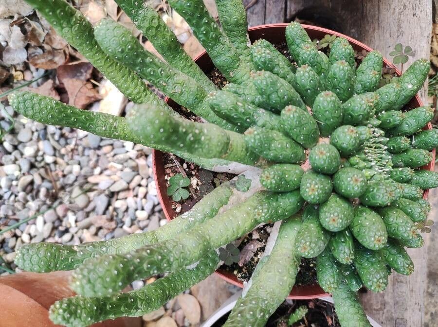 Euphorbia esculenta flower