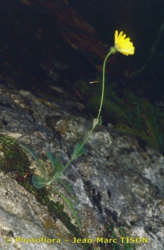 Hieracium bornetii habit