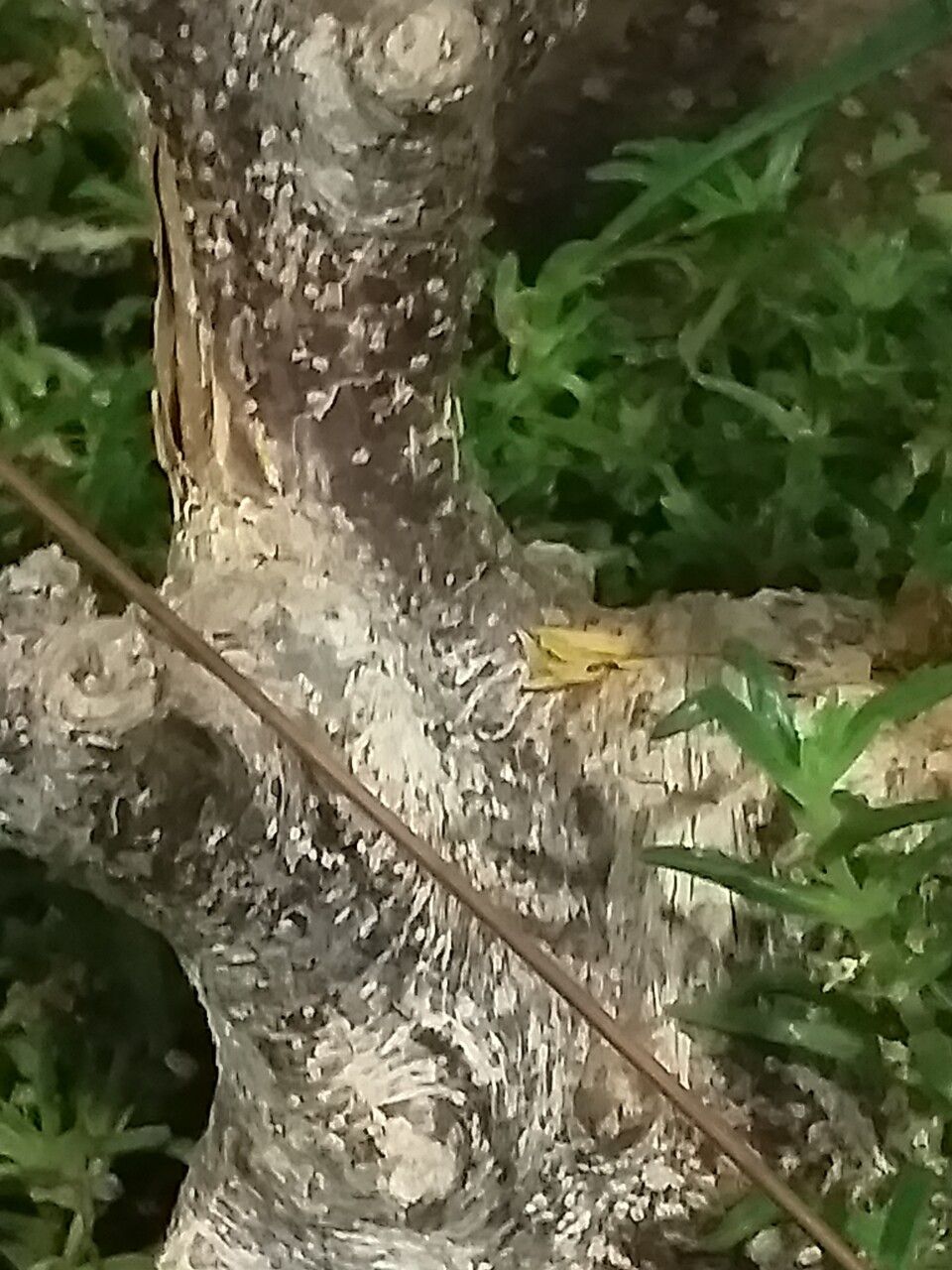 Delonix floribunda bark